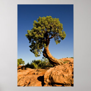 Lonesome Cedar, Deadhorse Point State Park, Poster