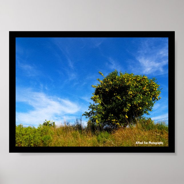 Lonesome Mandarin Tree Poster (Front)