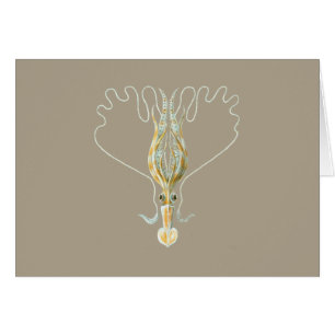 Long-armed Squid