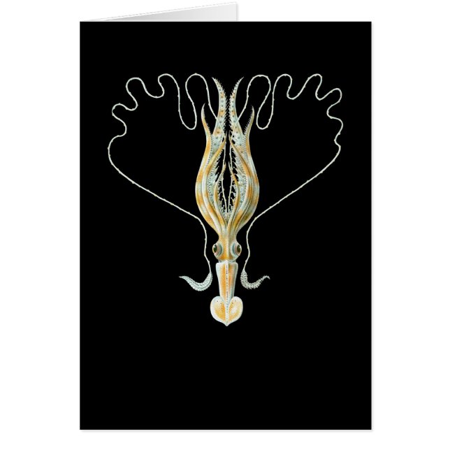 Long-armed Squid (Front)