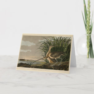 Long-billed Curlew from Audubon's Birds of America Card