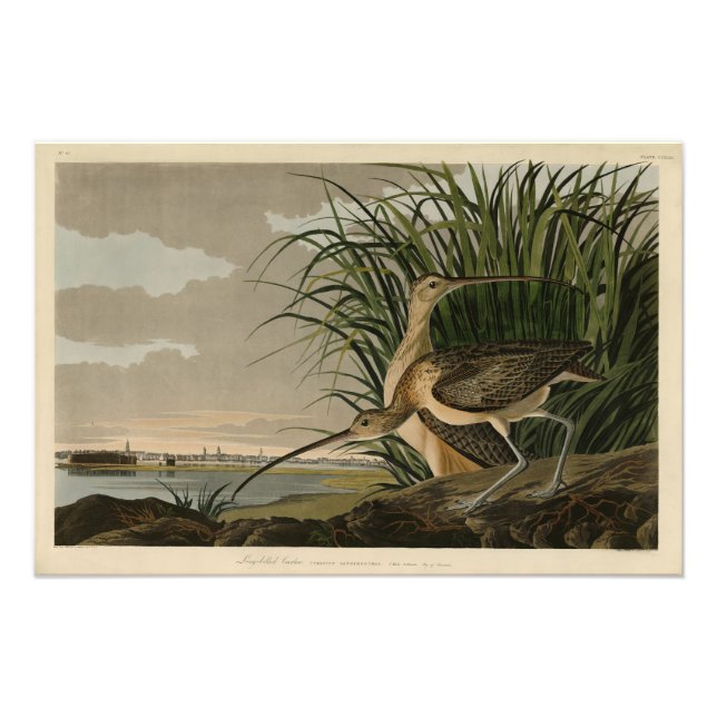 Long-billed Curlew from Audubon's Birds of America Photo Print (Front)