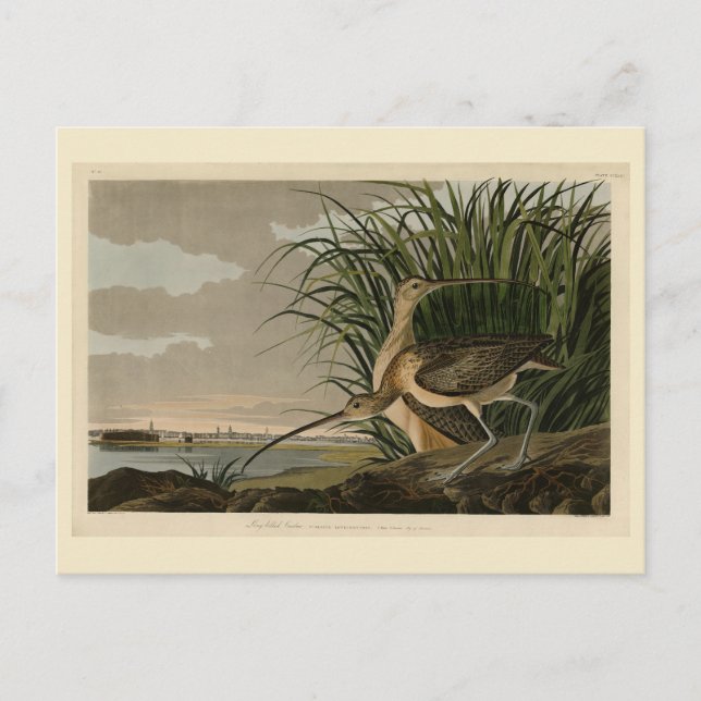 Long-billed Curlew from Audubon's Birds of America Postcard (Front)