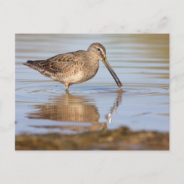 Long-Billed Dowitcher postcard (Front)