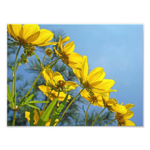 Long Bracted Tickseed Sunflower Wildflower Photo Print