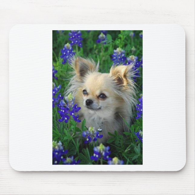 Long Coat Chihuahua in Blue Bonnets Mouse Pad (Front)