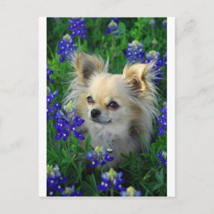 Long Coat Chihuahua in Blue Bonnets Postcard