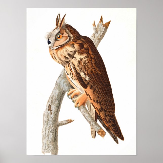Long Eared Owl by John James Audubon Poster (Front)