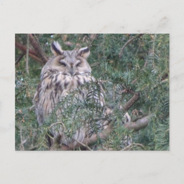 Long-eared Owl DIY Postcard (Front)