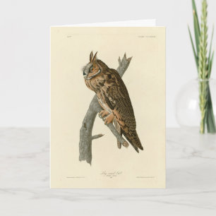 Long-eared Owl from Audubon's Birds of America Card