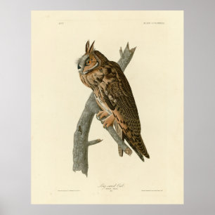 Long-eared Owl from Audubon's Birds of America Poster