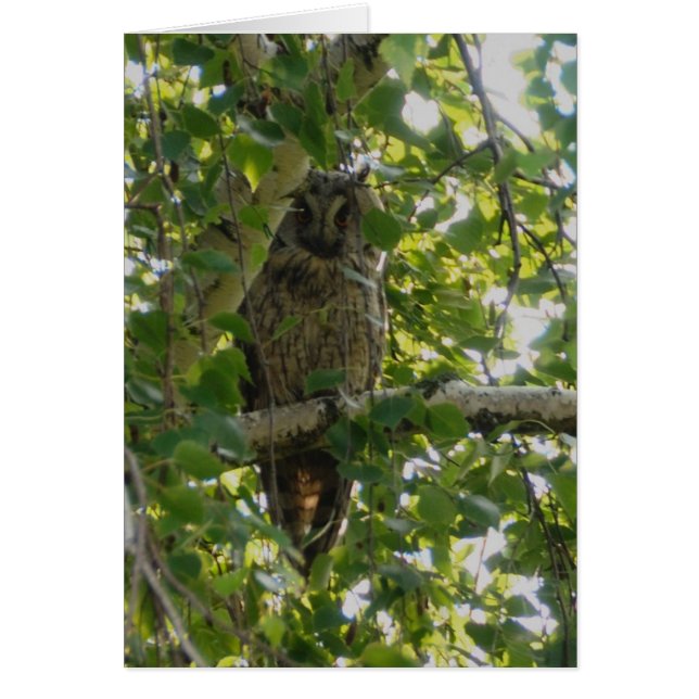 Long eared owl in tree - asio otus (Front)