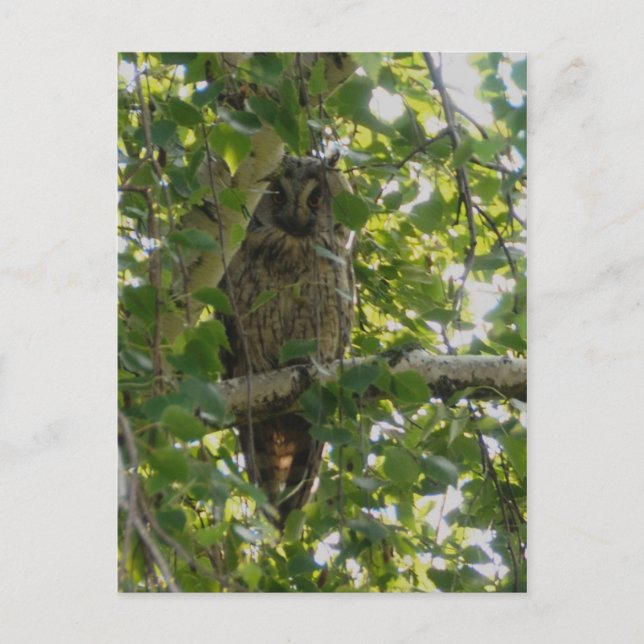 Long eared owl in tree - asio otus postcard (Front)