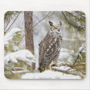 Long eared owl mouse pad