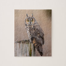 Long-eared owl on a stump