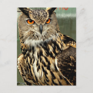Long Eared Owl Postcard