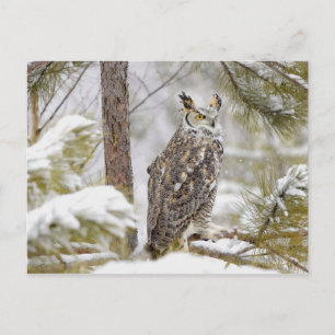 Long eared owl postcard