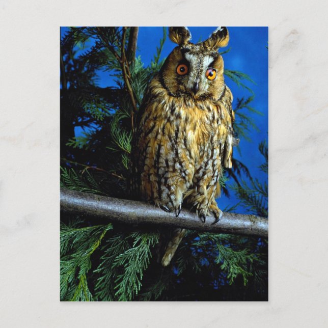 Long-eared owl postcard (Front)
