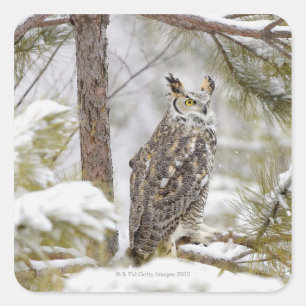 Long eared owl square sticker