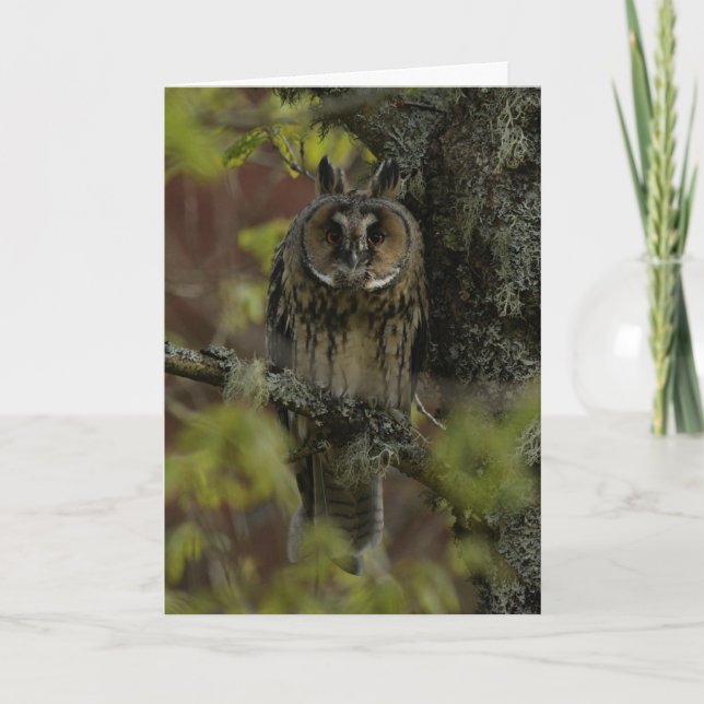 Long eared owls in Scotland Card (Front)