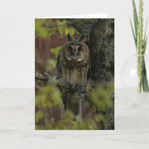 Long eared owls in Scotland Card