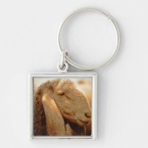 Long Eared Sheep Dolomites, Italy Key Ring