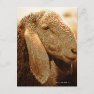 Long Eared Sheep Dolomites, Italy Postcard