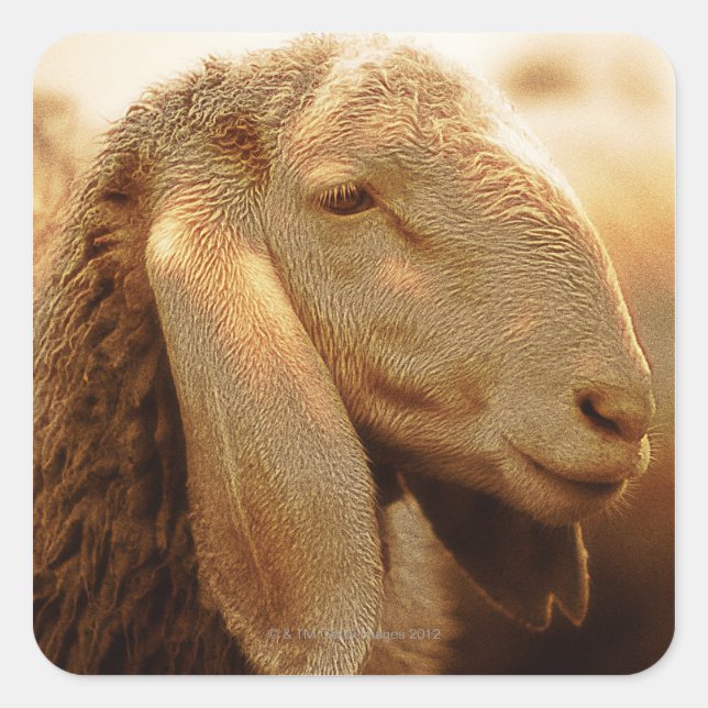 Long Eared Sheep Dolomites, Italy Square Sticker (Front)