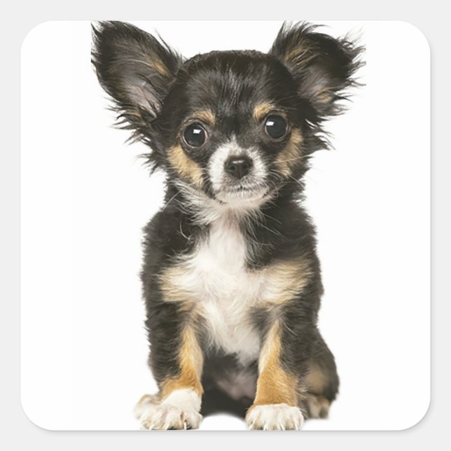 Long Hair Chihuahua Puppy Dog - Black Brown White Square Sticker (Front)