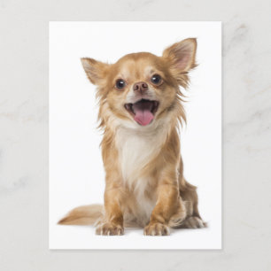 Long Hair Chihuahua Puppy Dog Greeting Post Card