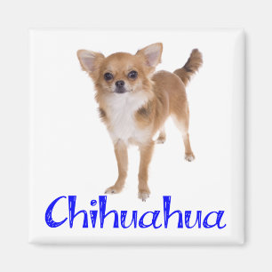 Long Hair Chihuahua Puppy Dog Magnet
