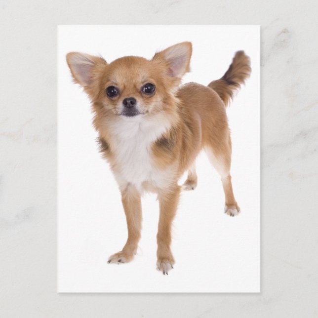 Long Hair Chihuahua Puppy Dog Post Card (Front)