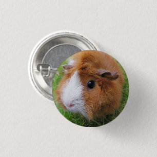 Long Hair, Orange and White, Guinea Pig Face 3 Cm Round Badge