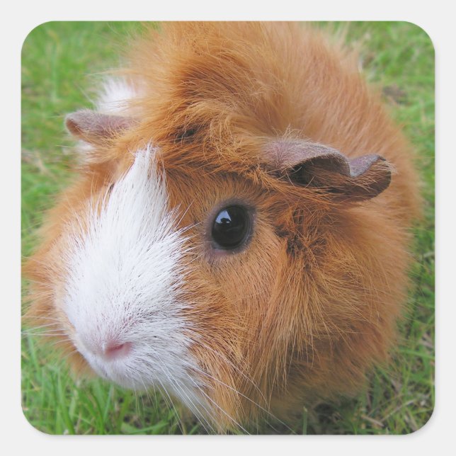 Long Hair, Red and White Guinea Pig Face Closeup Square Sticker (Front)