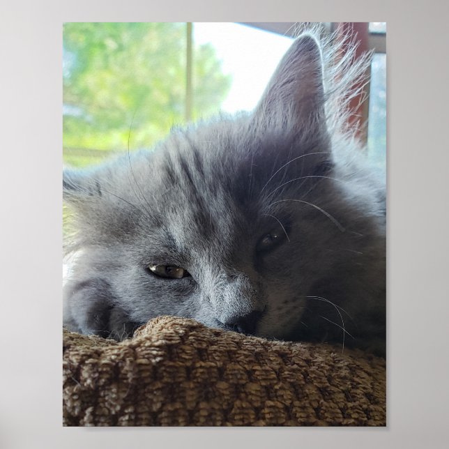Long Hair Russian Blue Nebelung Cat Poster (Front)