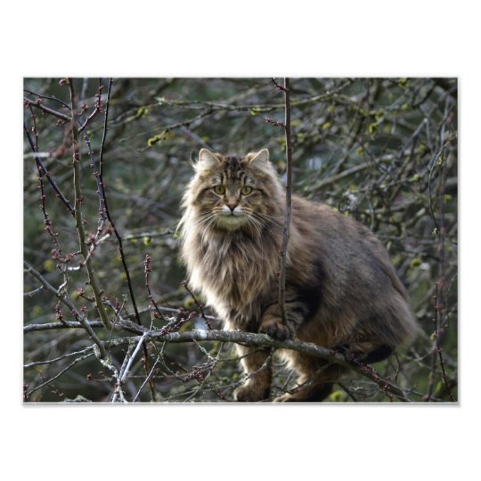 Long-hair Tabby Cat Animal Pet Photo Print