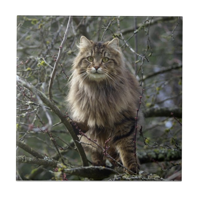 Long-hair Tabby Cat Animal Pet Tile (Front)