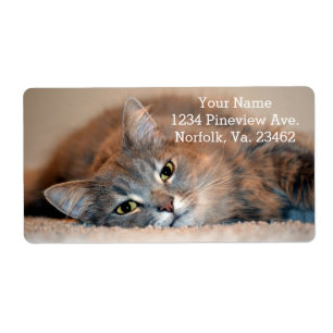 Long Haired Blue Russian Cat by Shirley Taylor