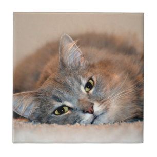 Long Haired Blue Russian Cat by Shirley Taylor Tile