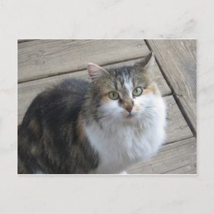 Long-Haired Cat Postcard