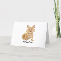 Long Haired Chihuahua Dog l