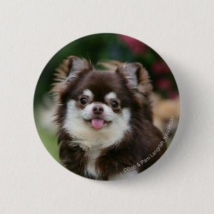 Long Haired Chihuahua Headshot 1 6 Cm Round Badge