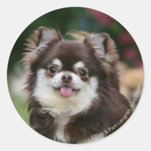 Long Haired Chihuahua Headshot 1 Classic Round Sticker