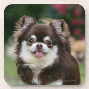 Long Haired Chihuahua Headshot 1 Coaster