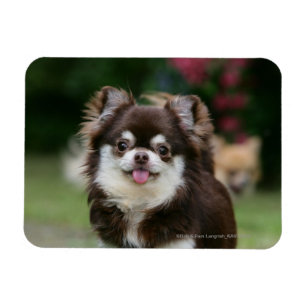 Long Haired Chihuahua Headshot 1 Magnet