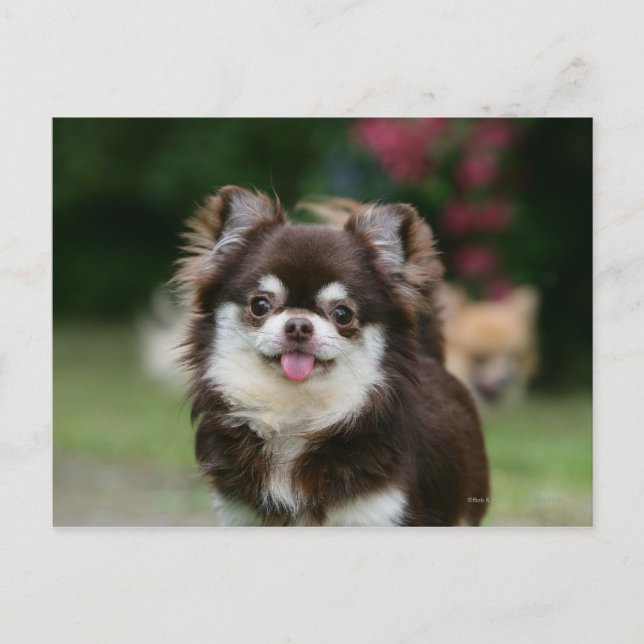 Long Haired Chihuahua Headshot 1 Postcard (Front)