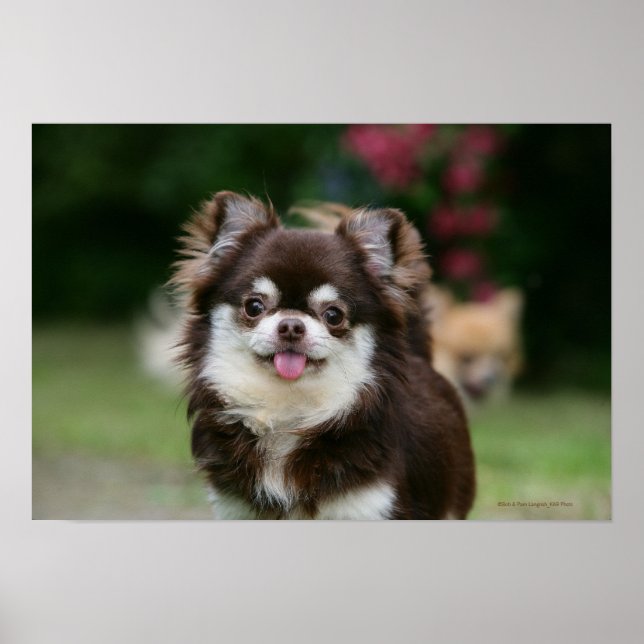 Long Haired Chihuahua Headshot 1 Poster (Front)
