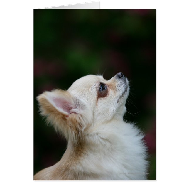 Long Haired Chihuahua Headshot 2 (Front)