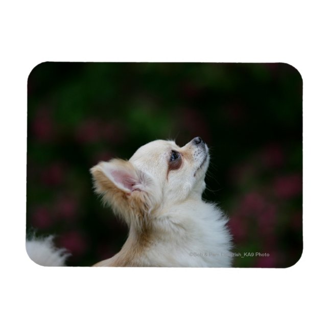 Long Haired Chihuahua Headshot 2 Magnet (Horizontal)