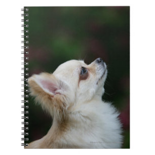 Long Haired Chihuahua Headshot 2 Notebook